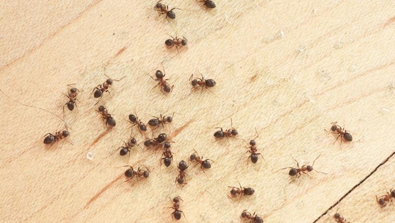 Atenție la aceste furnici! Sunt extrem de periculoase dacă le găsești!
