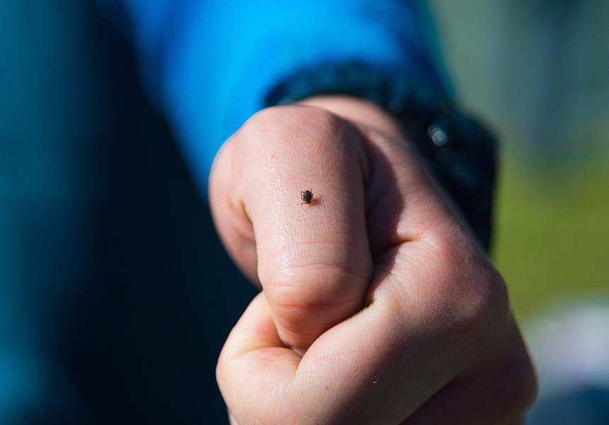 Alertă! Rom&acirc;n diagnosticat cu boala Lyme după ce a fost muşcat de căpuşă. Află totul despre afecțiune și cum poate fi prevenită