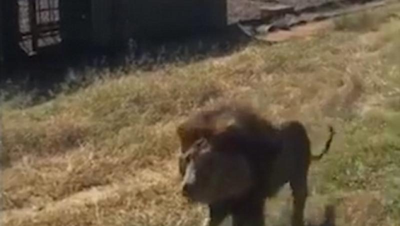 Imagini șocante într-un parc zoo! Vizitator înșfăcat și târât de un leu sub ochii tuturor! VIDEO