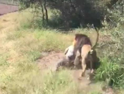 Imagini șocante într-un parc zoo! Vizitator înșfăcat și târât de un leu sub ochii tuturor! VIDEO