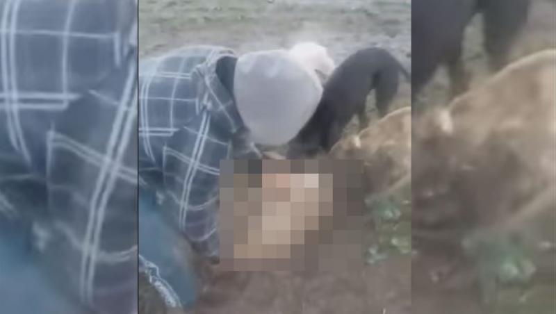 Imagini șocante! Bărbat, arestat, după ce s-a filmat în timp ce ucide o căprioară cu mâinile goale. A pus câinii să o sfâșie