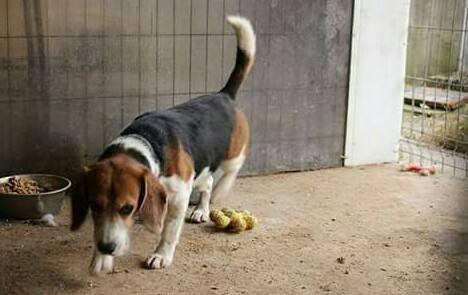 Dovadă de cruzime și comoditate. După ce i-a cumpărat un c&acirc;ine fetiței sale, un bărbat a decis să-i taie corzile vocale pentru că... lătra: "Nu mai puteam"