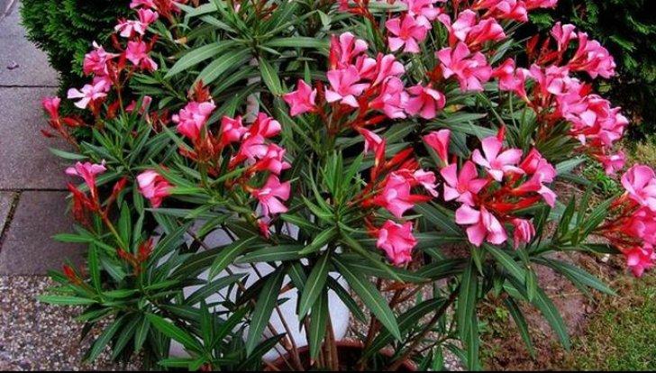 Pericolul din spatele acestei plante! Toată lumea o are &icirc;n casă, dar nimeni nu știe ce efecte dăunătoare are