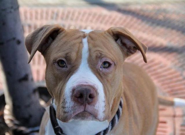 Doi părinți și-au găsit dreptatea &icirc;n justiție! Despăgubiri de 10.000 de euro pentru o fetiţă lor, muşcată de un c&acirc;ine &icirc;n curtea unui spital, &icirc;n 2015