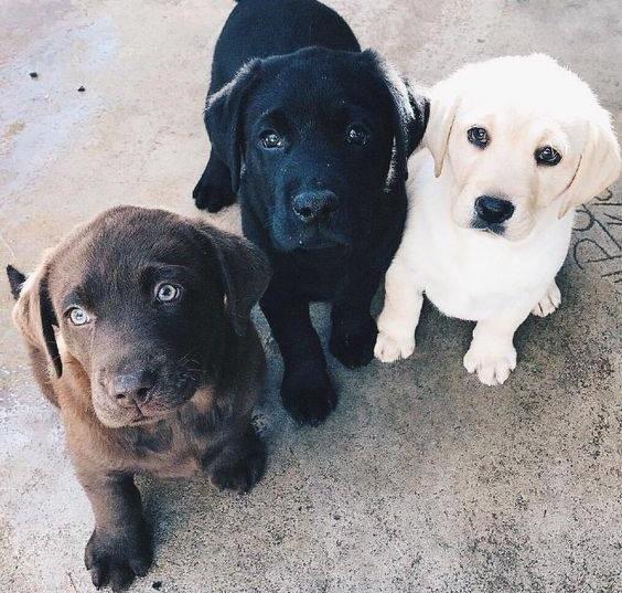 De necrezut. Cum ar fi introdus ilegal droguri &icirc;n SUA un veterinar columbian