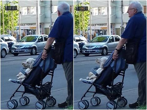 Imagini cu adevărat impresionante, în inima Bucureștiului! Un bătrân își plimbă câinele bolnav, în cărucior. Merită tot respectul din lume!