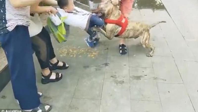 VIDEO ȘOC / Copil de patru ani, sfâșiat de un pitbull, în plină stradă. Oamenii încearcă disperați să-l salveze, în timp ce câinele trage de corpul micuțului