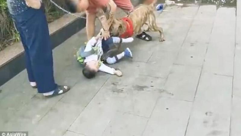 VIDEO ȘOC / Copil de patru ani, sfâșiat de un pitbull, în plină stradă. Oamenii încearcă disperați să-l salveze, în timp ce câinele trage de corpul micuțului