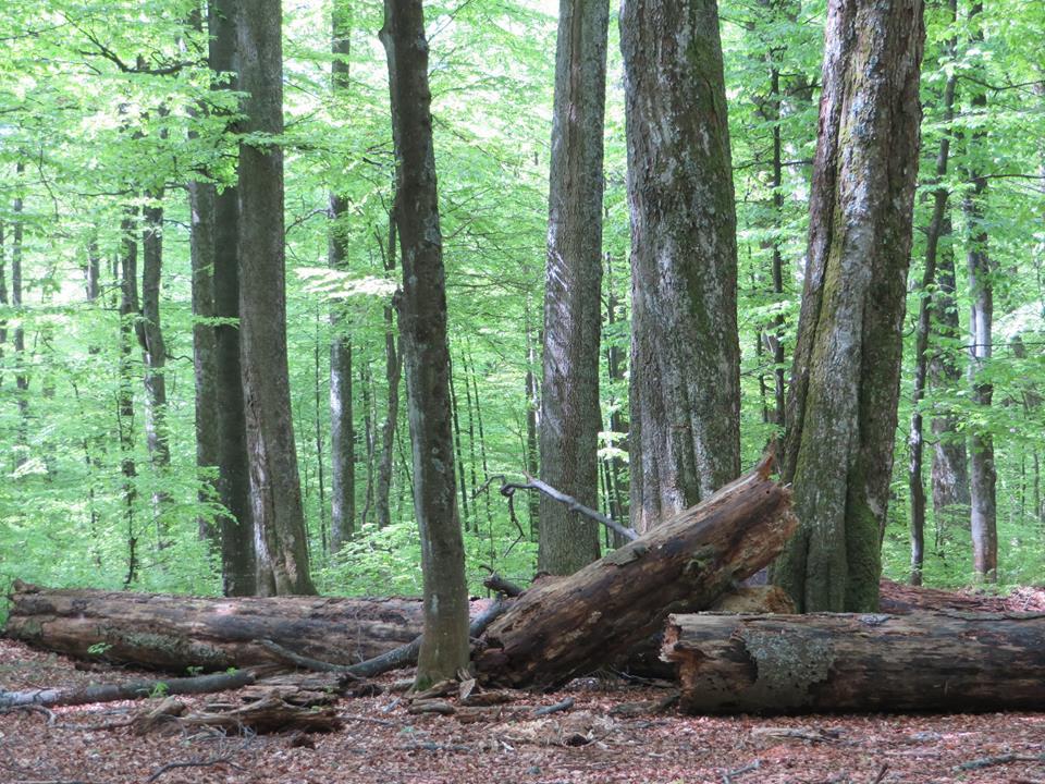 Rușinos. Arii protejate din Rom&acirc;nia au fost distruse prin defrișări ilegale