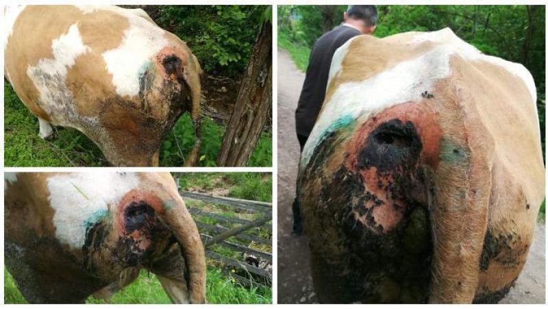 Se întâmplă în România! Caz șocant: vaci împușcate pe un fond de vânătoare. Fermier: „Mai bine mă împușcau pe mine decât să le schilodească pe ele așa!” FOTO