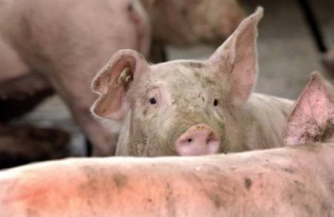 Un nou caz de pestă porcină în România! Unde a fost detectat