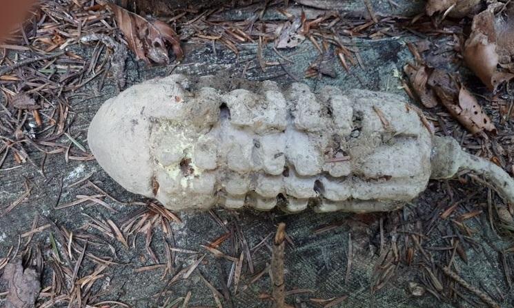 Pericol uriaș. O mină antitanc, descoperită &icirc;n Rom&acirc;nia