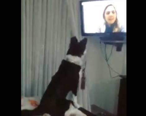 Câinele și-a recunoscut stăpâna la televizor și reacția a fost de milioane! Ce a făcut animalul