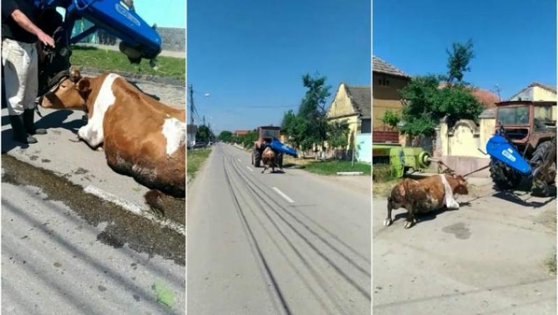 Caz șocant: un bărbat din Timiş a legat o vacă de un tractor şi a târât-o pe şosea. De data asta, poliția s-a autosesizat, iar pedeapsa a fost cruntă! Imagini sfâșietoare