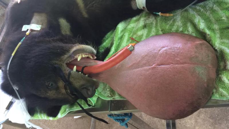Ursul din imagini are limba cât un pepene și a trecut prin chinuri groaznice. O târăște după el și îi este imposibil să țină gura închisă (FOTO ȘOC)
