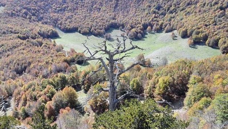 A fost identificat cel mai bătrân pom din Europa. Are 1.230 de ani. Cât de maiestuos arată – FOTO