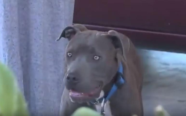 Un pitbull din California repară imaginea rasei lui! El a fost numit &bdquo;erou&rdquo; după ce a salvat un bebeluș dintr-un incendiu