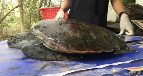 CUTREMURĂTOR! Ce a fost găsit în stomacul unei țestoase dintr-o rasă protejată