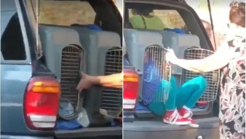 Imagini revoltătoare! O bunică, surprinsă în timp ce își transporta nepoții într-o cușcă pentru câini (VIDEO)