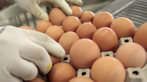 Scandalul ouălor contaminate cu fipronil reizbucneşte în Germania! Insecticitul afectează grav organismul