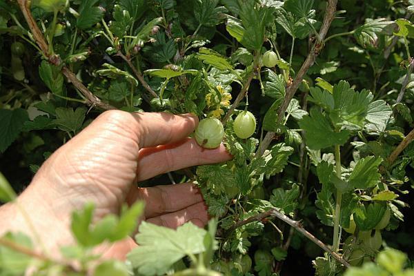 Cel mai puternic fruct din lume se găsește și în România, indiferent de climă! E mai bogat în vitamina C decât portocala