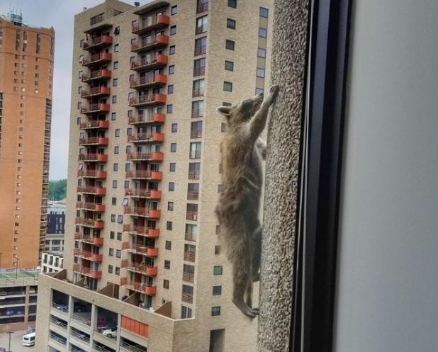 Un raton a devenit celebru! Animalul a fost capturat după ce a escaladat un zg&acirc;rie-nori. VIDEO