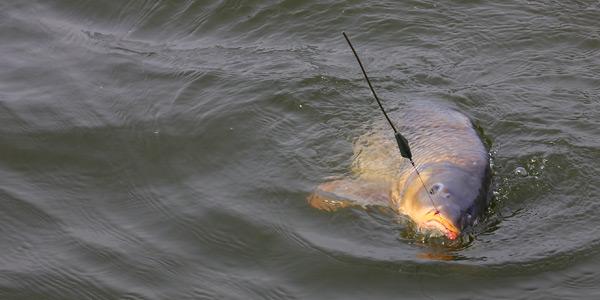 Ne facem de r&acirc;s, din nou, peste hotare: "Un grup de rom&acirc;ni fură crapi din iazuri şi se laudă cu ei pe Facebook &icirc;nainte de a-i m&acirc;nca"