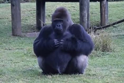 INCREDIBIL! O gorilă uriașă de la o grădină zoologică a folosit limbajul semnelor pentru a le spune ceva vizitatorilor! Ce le-a transmis. VIDEO