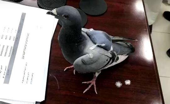 Nu e glumă, oameni buni! Polițiștii au &rdquo;percheziționat&rdquo; un porumbel și l-au dus la secție! Ce au descoperit &icirc;ntrece orice imaginație!&nbsp;