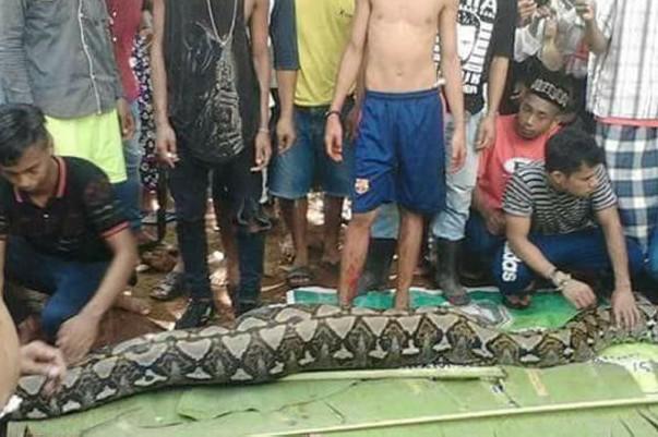 Teribil! Ce au găsit niște săteni &icirc;n stomacul unui piton de șapte metri! Imaginile au făcut &icirc;nconjurul lumii