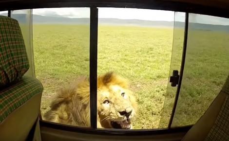Un bărbat, numit „cel mai IDIOT turist din toate timpurile” după ce a atins un leu într-un safari. Lucrurile au luat o turnură la care nu s-a așteptat. VIDEO