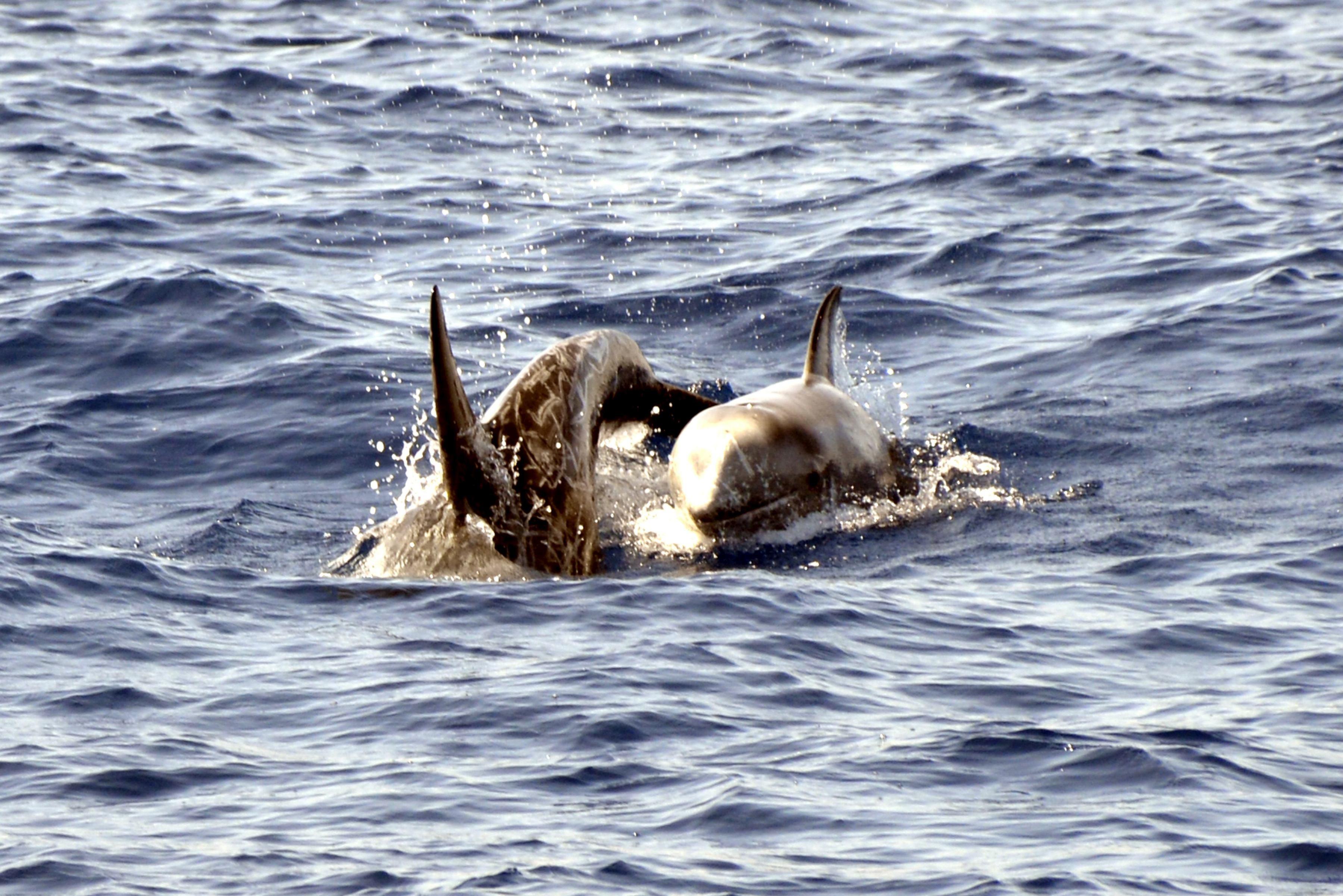 Așa ceva nu ar trebui să se &icirc;nt&acirc;mple! Peste 30 de delfini au eșuat pe țărmul rom&acirc;nesc de la &icirc;nceputul acestui an. Ce &icirc;i omoară