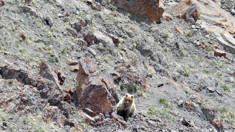 Turiștii au fost șocați când au dat peste o creatură uriașă în munți! Pare un animal fioros, dar de fapt e… un exemplar dintr-o specie rară! IDEO