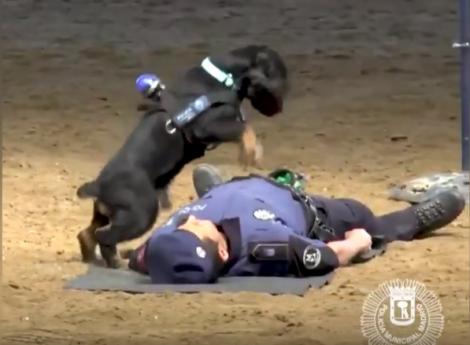UIMITOR! Un câine polițist cucerește internetul! Și-a resuscitat stăpânul „căzul la datorie”. VIDEO VIRAL