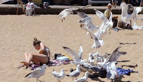 A vrut doar să facă plajă, dar pescărușii au avut alte planuri! Cum au pus păsările pe fugă o tânără - GALERIE FOTO