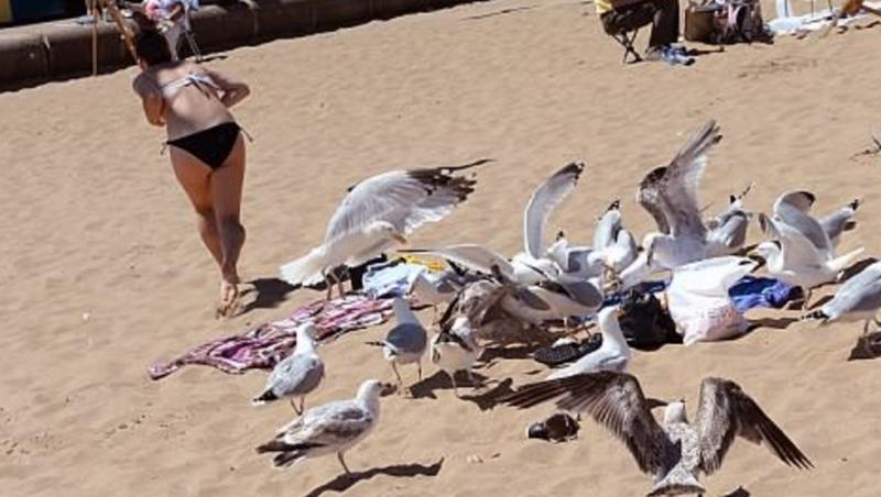 A vrut doar să facă plajă, dar pescărușii au avut alte planuri! Cum au pus păsările pe fugă o tânără - GALERIE FOTO