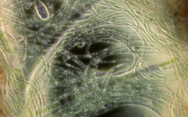 Anunț de ULTIMĂ ORĂ al cercetătorilor! Colonizarea altor planete nu va mai fi un vis! Soluția există pe Păm&acirc;nt de peste 2,5 miliarde de ani