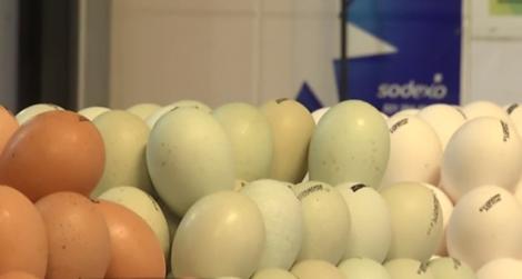 În piețe au apărut ouăle VERZI de găină! Cu ce sunt diferite față de cele obișnuite?