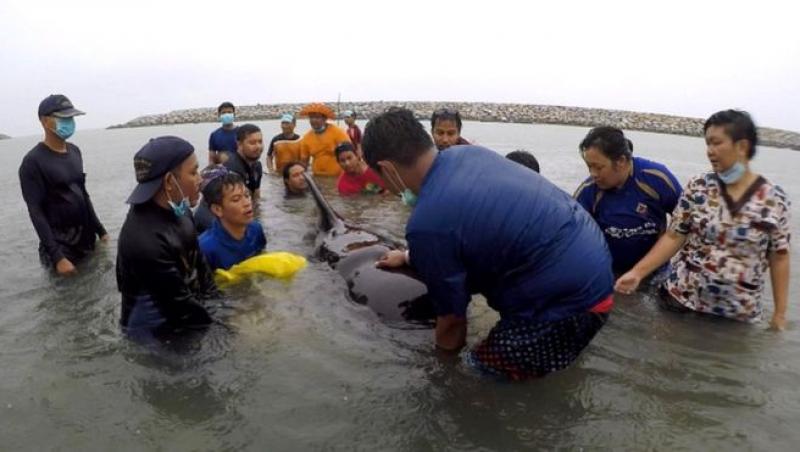 O balenă a murit după ce a înghiţit 80 de pungi de plastic în apele Thailandei! Veterinar: 
