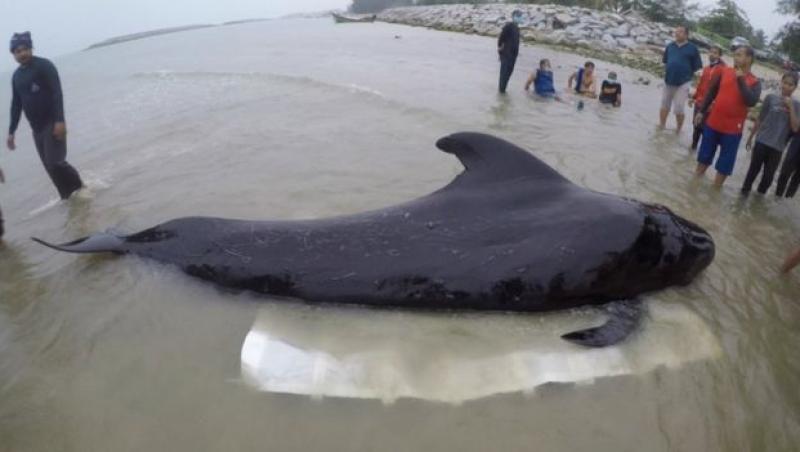 O balenă a murit după ce a înghiţit 80 de pungi de plastic în apele Thailandei! Veterinar: 