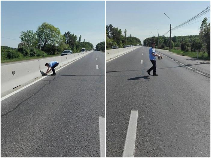 Pui de pisică, salvat de la moarte de un polițist! A oprit traficul și a cobor&acirc;t din mașină să ia bietul animal, sub privirile șoferilor care așteptau: "Are toată aprecierea mea"