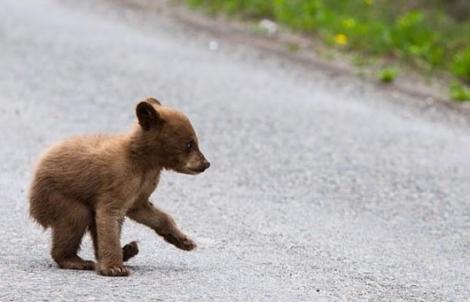 Fără apărare! Viața unui pui de urs, în pericol. Medicii i-au amputat un picior ca să îl salveze