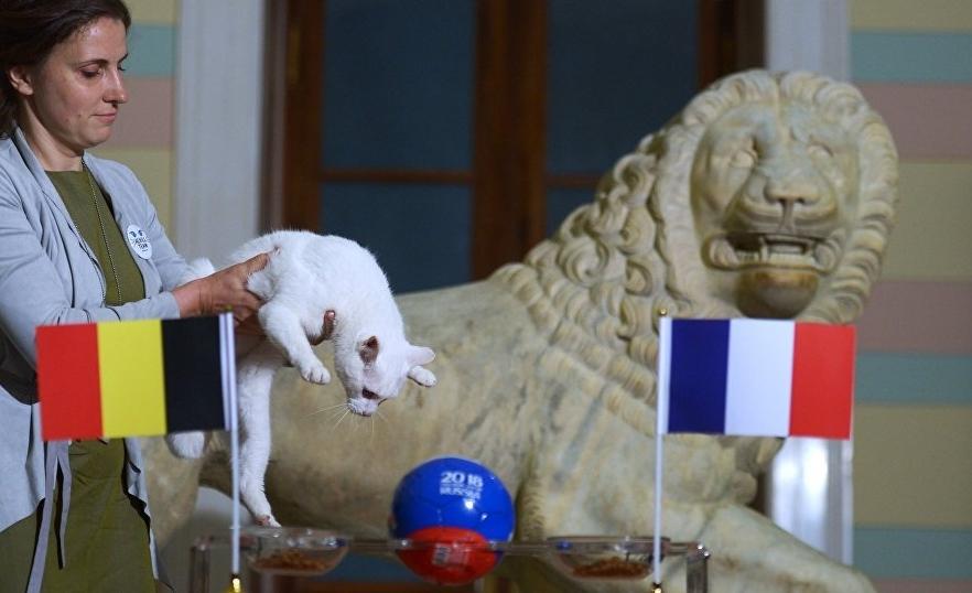 Campionatul Mondial de Fotbal Rusia 2018! Motanul Ahile a prezis c&acirc;știgătoarea meciului Franța - Belgia, din semifinalele Cupei Mondiale