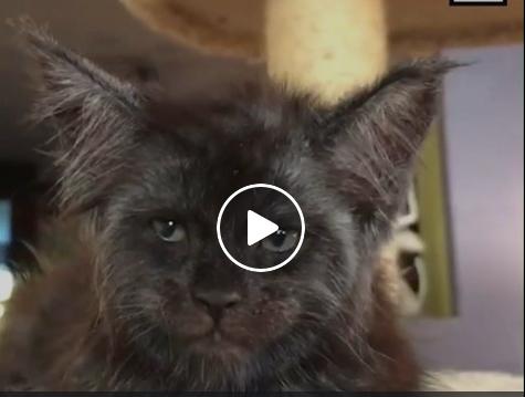 VIDEO VIRAL. O felină cu chip uman face furori pe internet. Imaginile care au şocat o lume &icirc;ntreagă!