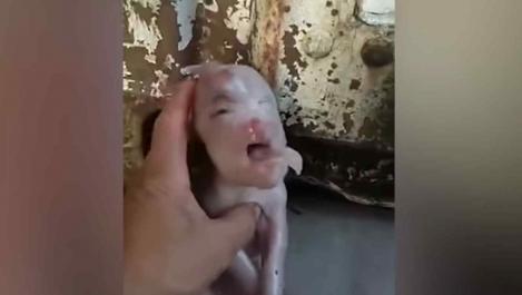 Nașterea unui porc cu chip uman a băgat teroarea în fermieri! ”Ce blestem a fost!” - VIDEO