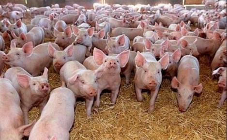 Stare de ALERTĂ din cauza EPIDEMIEI de pestă porcină! Autorităţile au decis ÎNCHIDEREA pe termen NELIMITAT a târgurilor de animale!