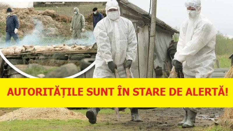 ALERTĂ! O nouă epidemie amenință România și autoritățile încearcă să izoleze focarul!