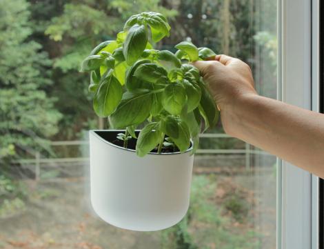 Soluția ideală. Iată ce plante vă ajută să scăpați de țânțarii din casă