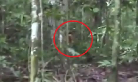 Oamenii se plimbau prin pădure atunci când au dat peste ceva COLOSAL! Ce a apărut printre copaci (VIDEO)