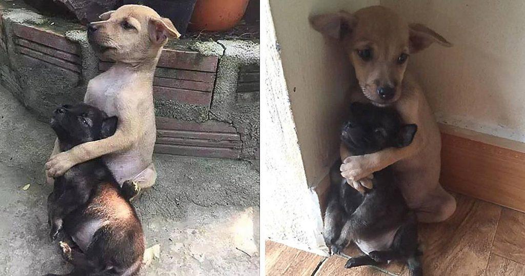 Imagini &icirc;nduioşătoare! Chiar şi după ce au fost salvaţi de pe străzi, acești căței nu inceteaza să se &icirc;mbrăţişeze